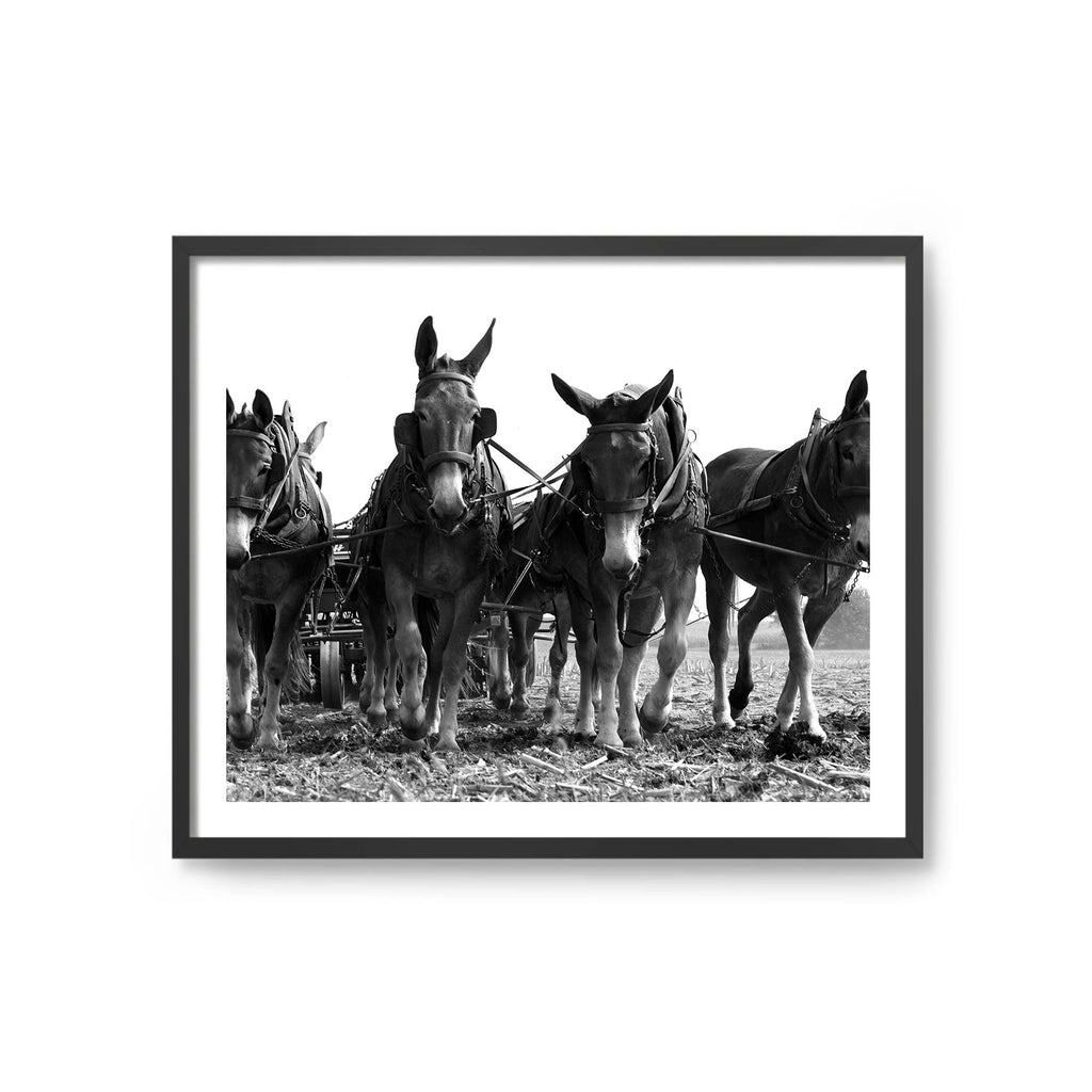 Amish 5 Horses
